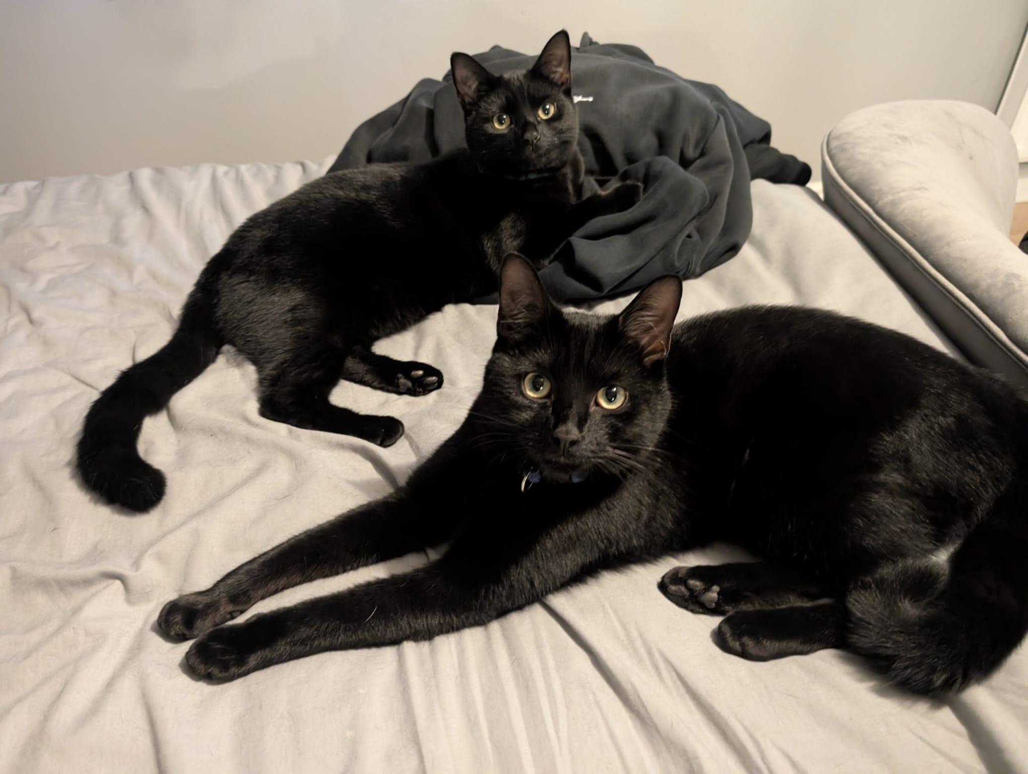 Cats on bed